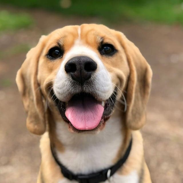 Vrolijke beagle met de tong uit de bek